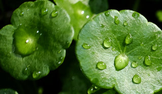 Revive and Thrive: Centella Asiatica's Rejuvenating Powers for Skin